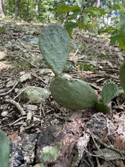 Opuntia macrorhiza