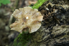 Pluteus