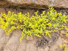 Sedum nuttallii
