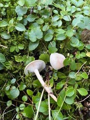 Clitocybe deceptiva
