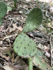Opuntia macrorhiza