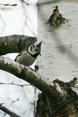Lophophanes cristatus