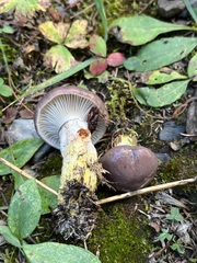 Gomphidius glutinosus