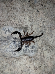 Euscorpius