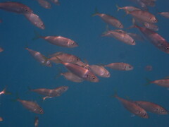 Trachurus