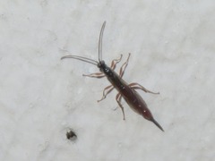 Clistopyga incitator