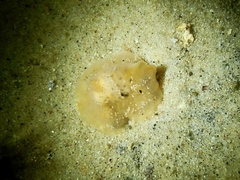 Doriopsilla peculiaris