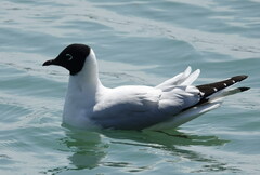 Chroicocephalus serranus