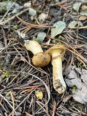 Suillus flavidus