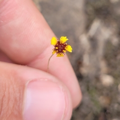 Helenium microcephalum