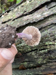 Russula mariae