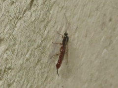 Clistopyga incitator