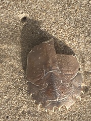 Blepharipoda occidentalis