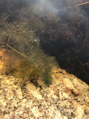 Utricularia purpurea