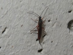 Clistopyga incitator