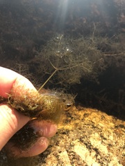 Utricularia purpurea