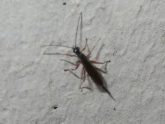 Clistopyga incitator