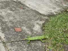 Polychrus gutturosus