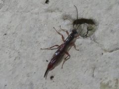 Clistopyga incitator