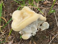 Climacocystis borealis