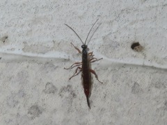 Clistopyga incitator