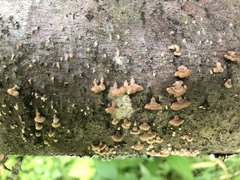 Coriolopsis gallica