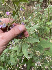 Desmodium