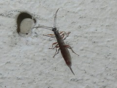 Clistopyga incitator