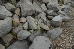 Tripolium pannonicum