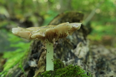 Pluteus