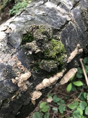 Coriolopsis gallica