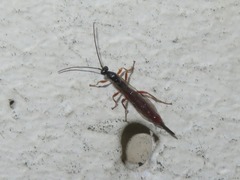 Clistopyga incitator