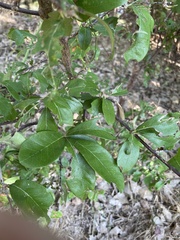 Sideroxylon lanuginosum