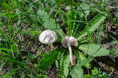 Agrocybe molesta