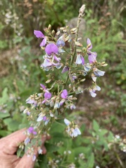 Desmodium