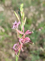 Gaura