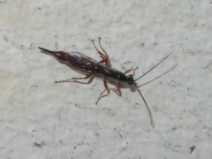 Clistopyga incitator