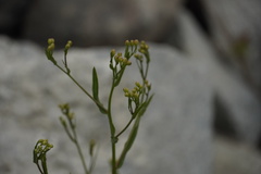 Tripolium pannonicum