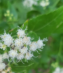 Ageratina herbacea