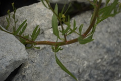 Tripolium pannonicum