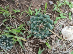 Mammillaria uncinata