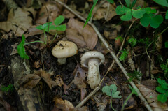 Lactarius pallidus