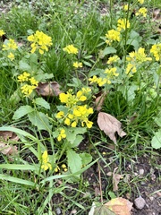 Rhamphospermum arvense