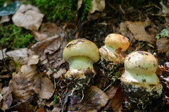 Cortinarius regis-romae