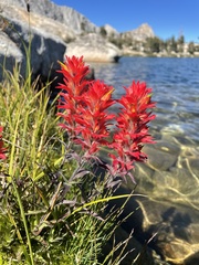 Castilleja peirsonii
