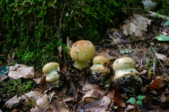 Cortinarius regis-romae