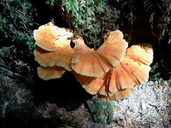 Laetiporus