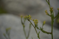 Tripolium pannonicum