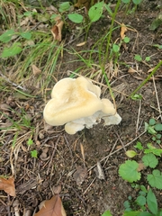 Climacocystis borealis