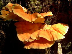 Laetiporus